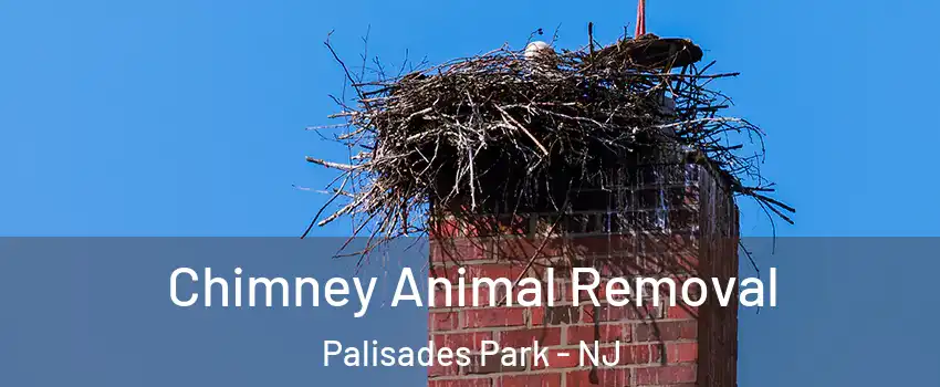 Chimney Animal Removal Palisades Park - NJ