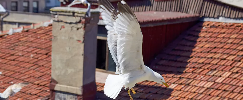 Residential Chimney Animal Removal Solution in Palisades Park, NJ